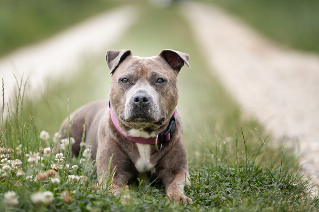 Hundeportrait auf der Wiese