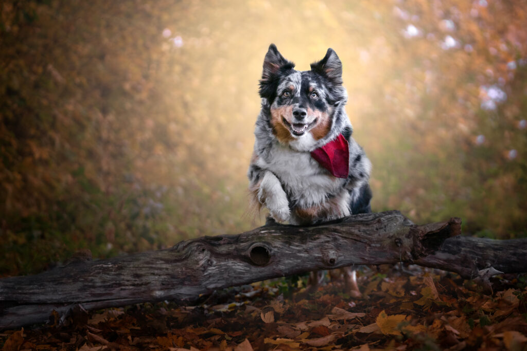 Actionshooting Hund, Actionfoto Hund, 